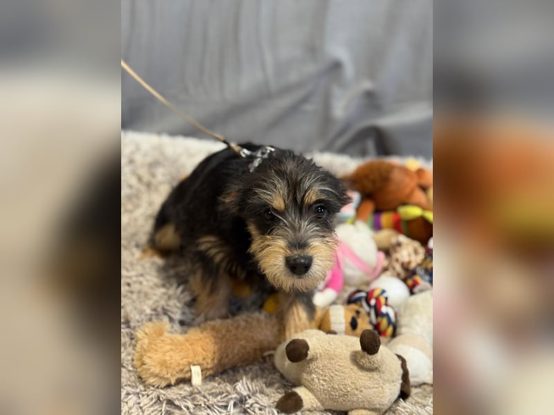 kleiner Texton sucht Dich!