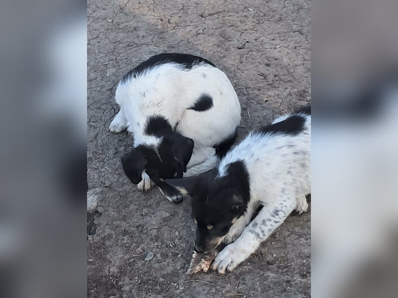 Vidar, kleiner Hundemann sucht sein Körbchen