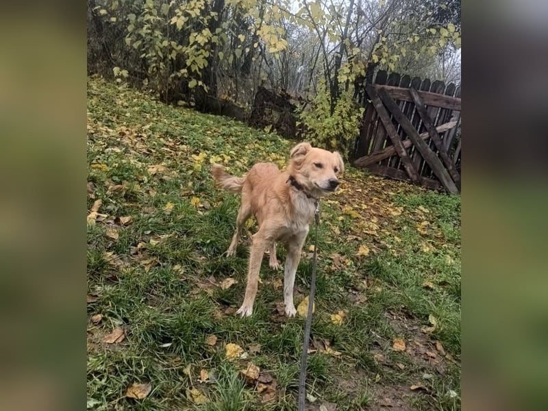 Benji Tierschutzhund sucht ein Zuhause