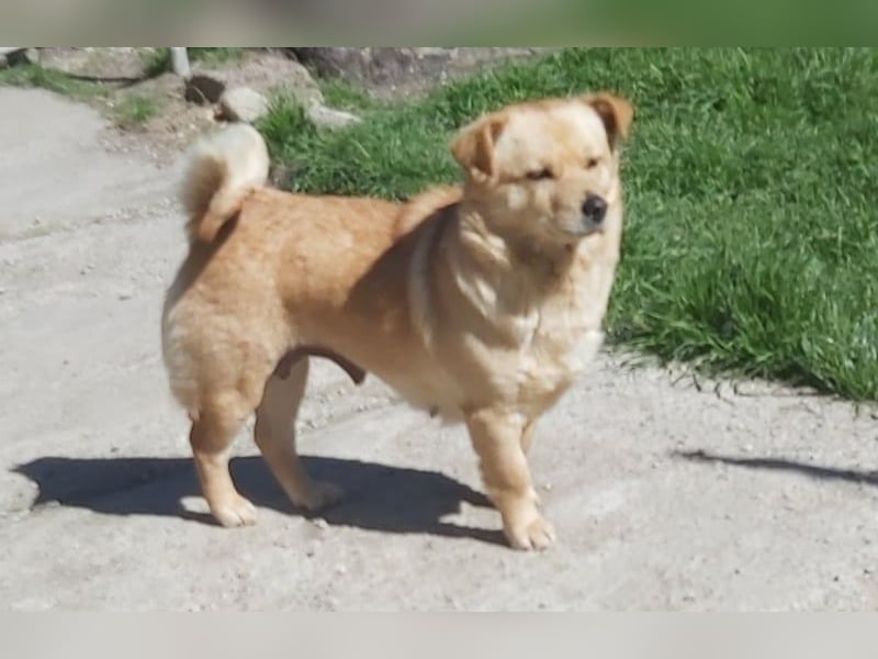 Ruhige Hündin Diana lebt bei einer Pflegefamilie in Rumänien