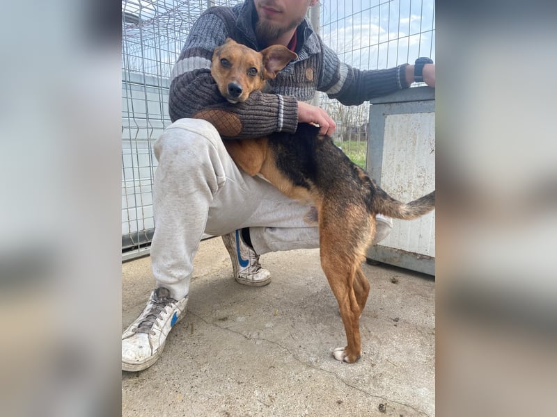 Füleske wartet auf seine Chance