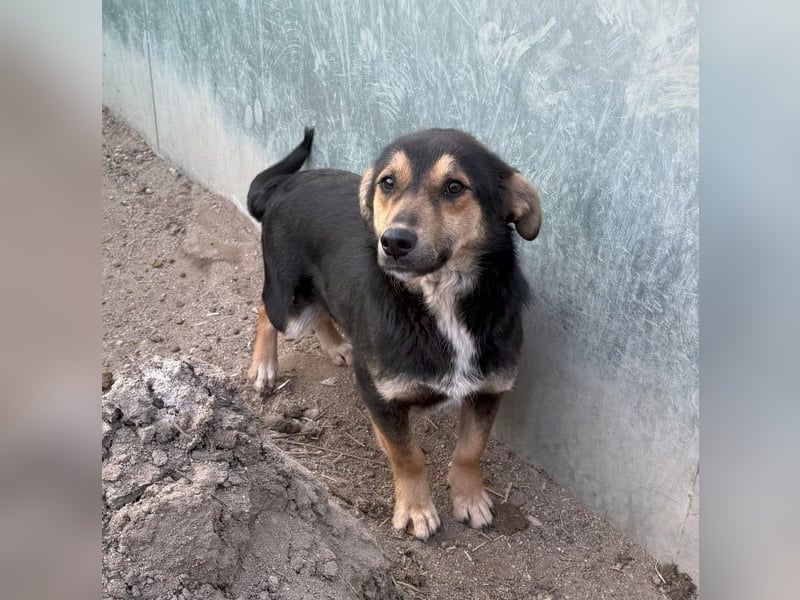 ⭐️BERO⭐️, lustiger Mini, Rüde, fast 2 Jahre, 32cm, Mischling, Tierschutz