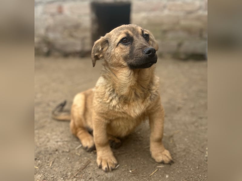 ⭐️Phaja⭐️, reizendes Mini-Mädchen, Welpe, 8 Monate, 31 cm, Mischling, Tierschutz