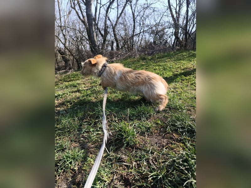 Bonnie Tierschutzhund sucht ein Zuhause