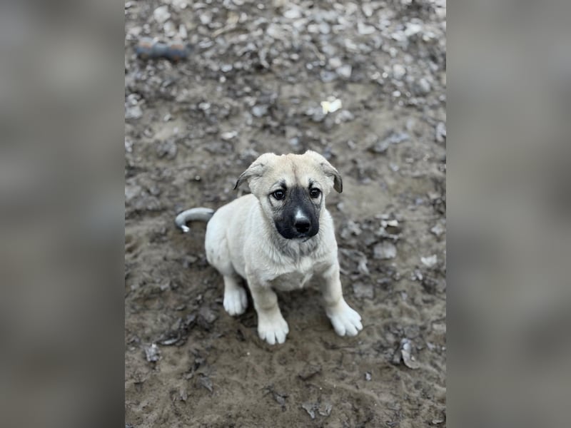 Nala sucht ihr Glück