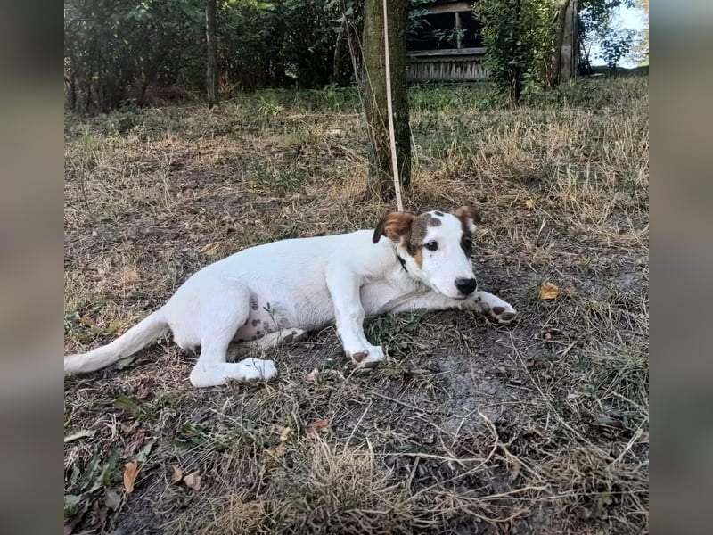 Lumi Tierschutzhund sucht ein Zuhause