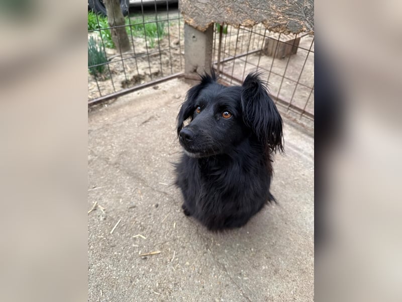 Pamacs wartet auf einen Neuanfang