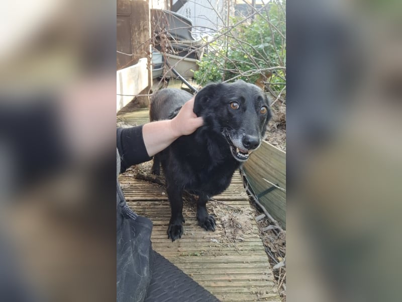 TITA, liebevolle Hunde-Lady, fast 10 Jahre, 42 cm, Mischling, Tierschutz Rumänien