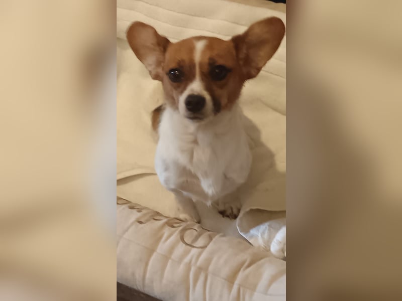 ⭐️Litta⭐️, kleine Kuschel-Königin, Hündin, 2 Jahre, 28 cm, Mischling, Tierschutz