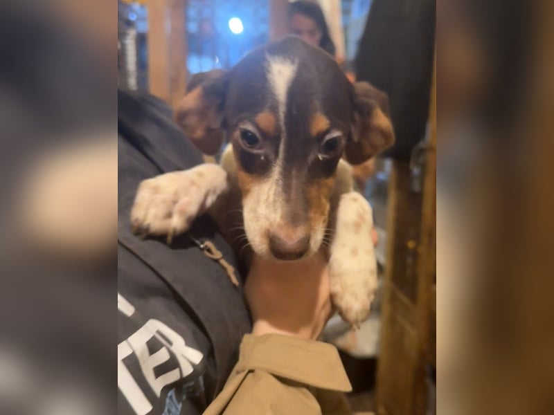 Illana, Lebensfrohe Hündin, ca. 4 Monate, ca. 33cm, Mischling, Tierschutz Rumänien