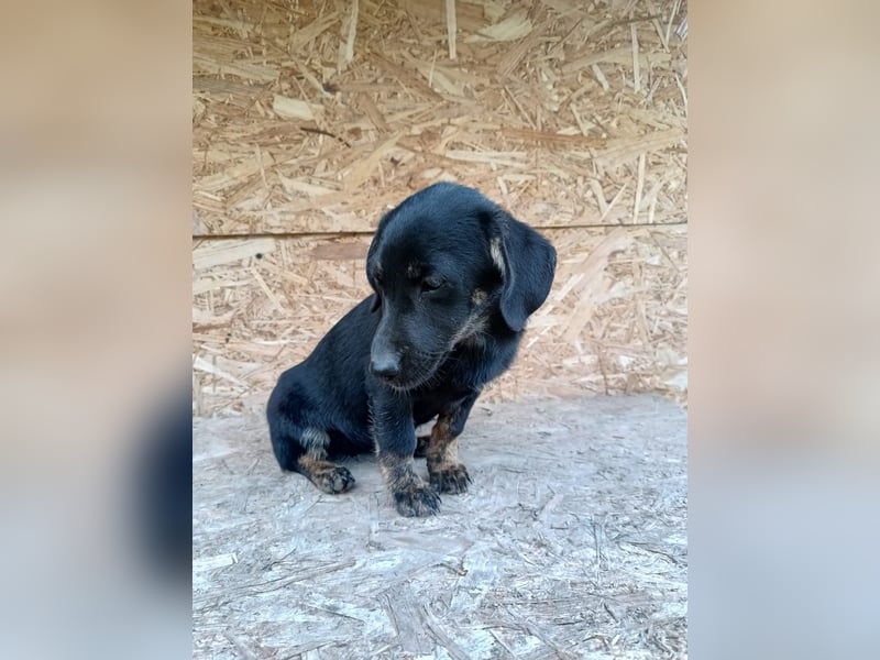 Zoe Tierschutzhund sucht ein Zuhause