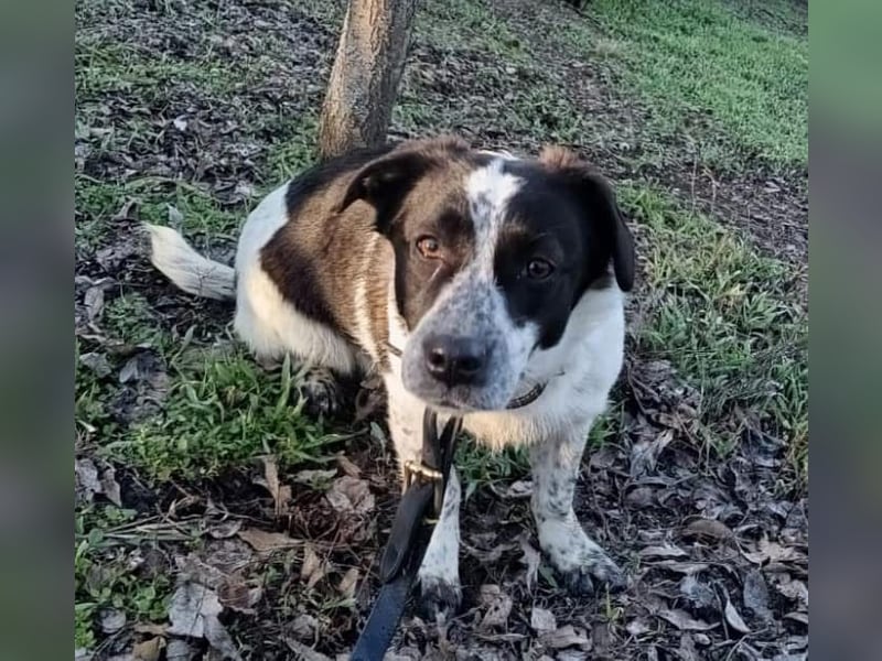 Minnie Tierschutzhund sucht ein Zuhause