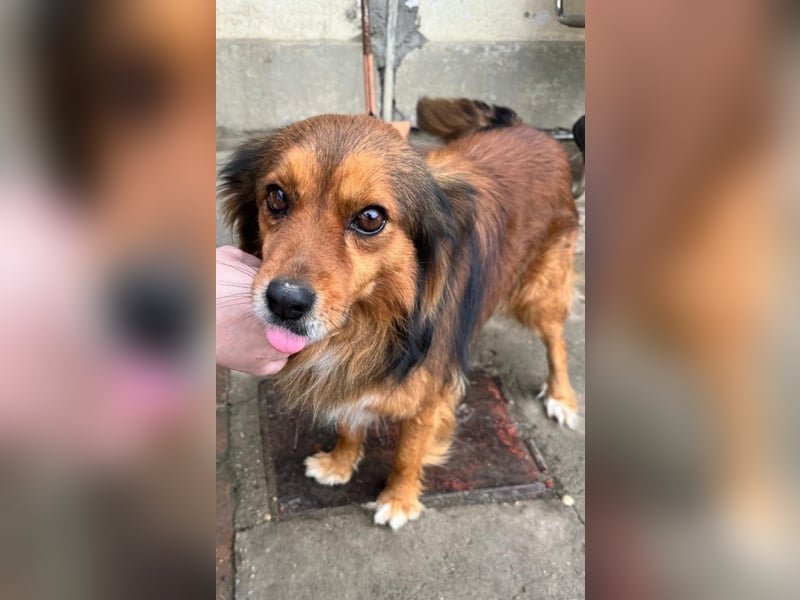 Monty, sein Herrchen verstarb , nun sucht er in Deutschland ein neues Zuhause....