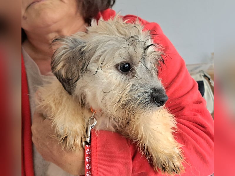 Welpe Florence möchte Rumänien schnell verlassen