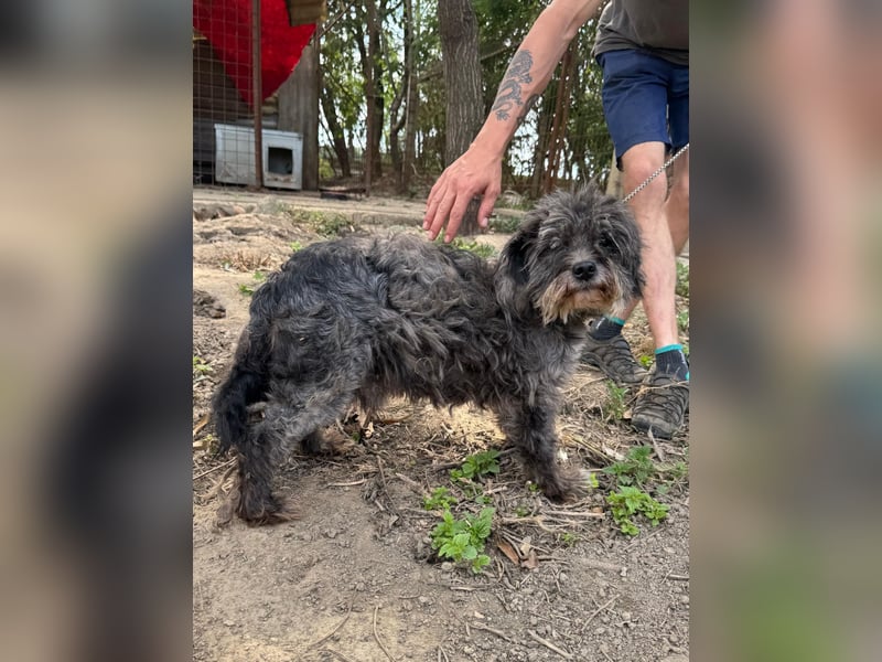 Picúr sucht ein Zuhause voller Liebe