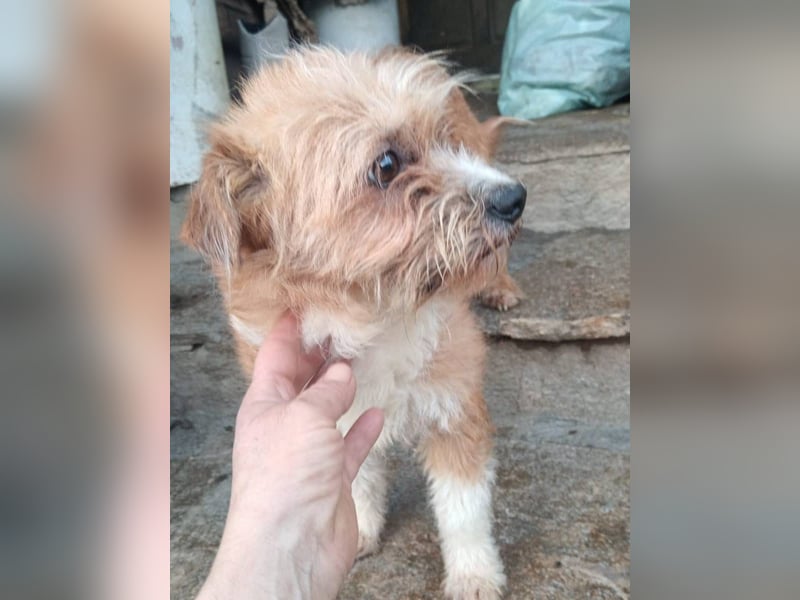 ⭐️PIGGLES⭐️, Hündin, 2 Jahre, 30 cm, Mischling, Tierschutz