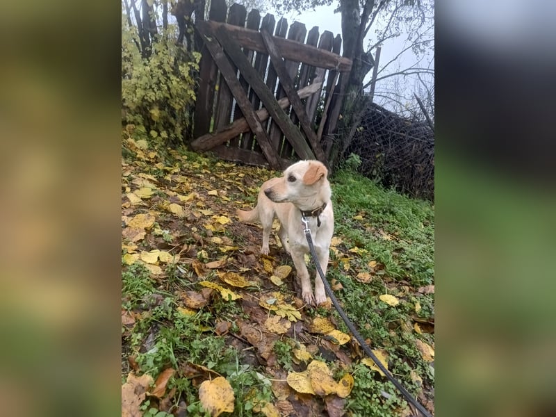 Billy Tierschutzhund sucht ein Zuhause