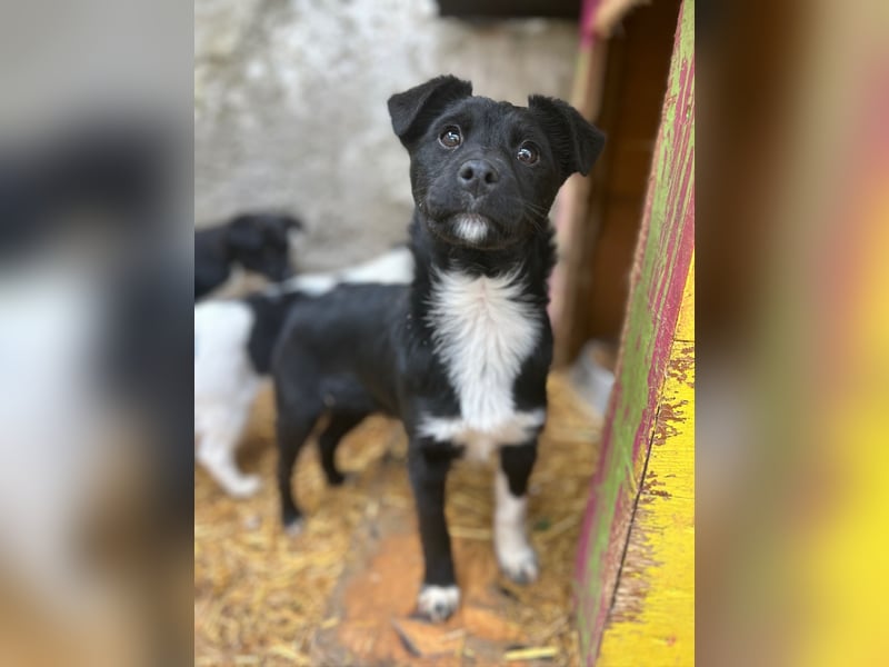 SCHNUCKI, lebensfrohe kleine Entdeckerin, Hündin, 6 Monate, 36 cm, Mischling, Tierschutz