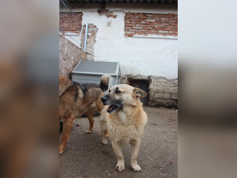 TONI, verschmustes Notfellchen, 3 Jahre, 29 cm, Mischling, Tierschutz Rumänien