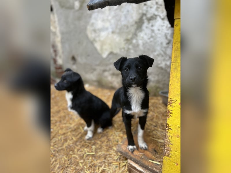 SCHNUCKI, lebensfrohe kleine Entdeckerin, Hündin, 6 Monate, 36 cm, Mischling, Tierschutz