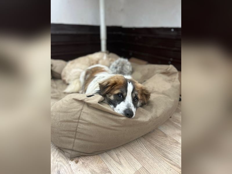 TOC, süßer, kleiner Kerl, Rüde, 2 Jahre, 35 cm, Mischling, Tierschutz