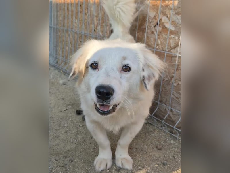 ⭐️FINJA⭐️, Hündin, 1 Jahr, 34 cm, Mischling, Tierschutz