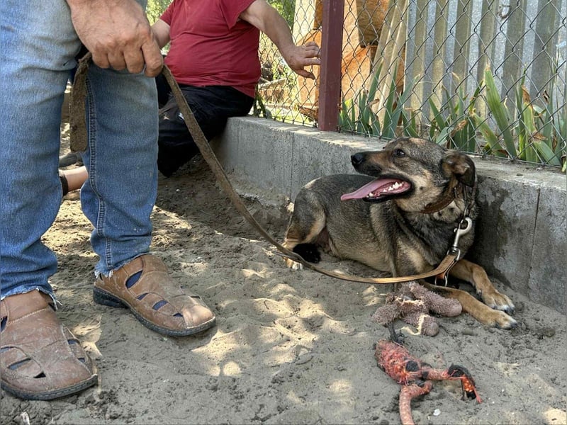 Poppy - Verdient endlich ein liebendes Zuhause!