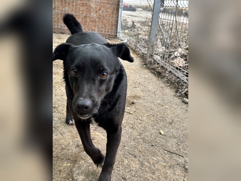 ⭐️RANA⭐️, vorsichtige Hündin, 4,5 Jahre, 38 cm, Mischling, Tierschutz Rumänien
