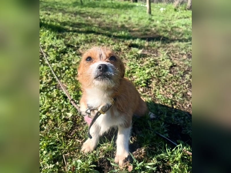 Kaya Tierschutzhund sucht ein Zuhause