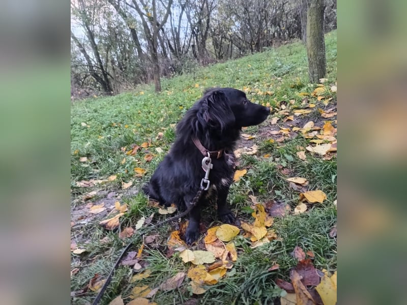 Molly Tierschutzhund sucht ein Zuhause