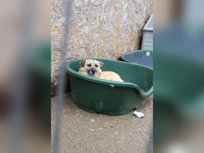 TONI, verschmustes Notfellchen, 3 Jahre, 29 cm, Mischling, Tierschutz Rumänien