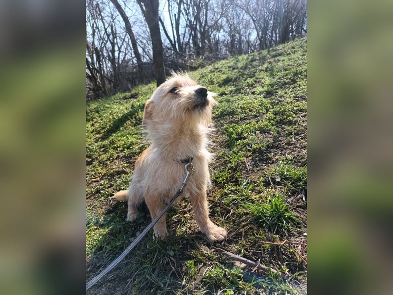 Bonnie Tierschutzhund sucht ein Zuhause