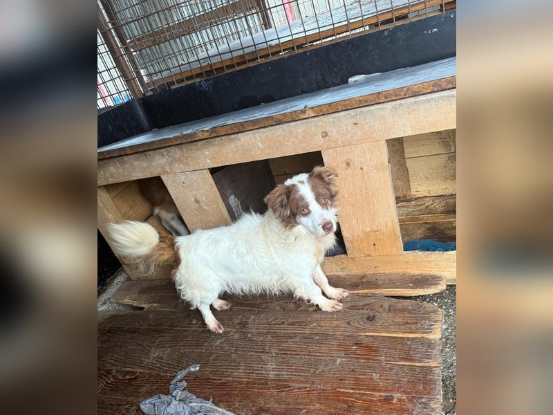 Rüde 490504 - noch namenlos - sucht seine Familie