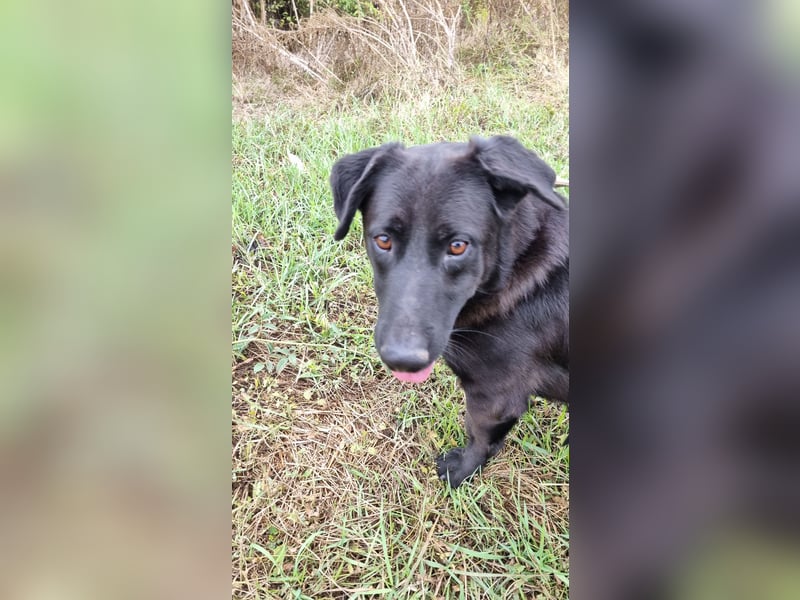 ⭐️MARIUCA⭐️, witzige, kleine Hündin, 3 Jahre, 37 cm, Mischling, Tierschutz