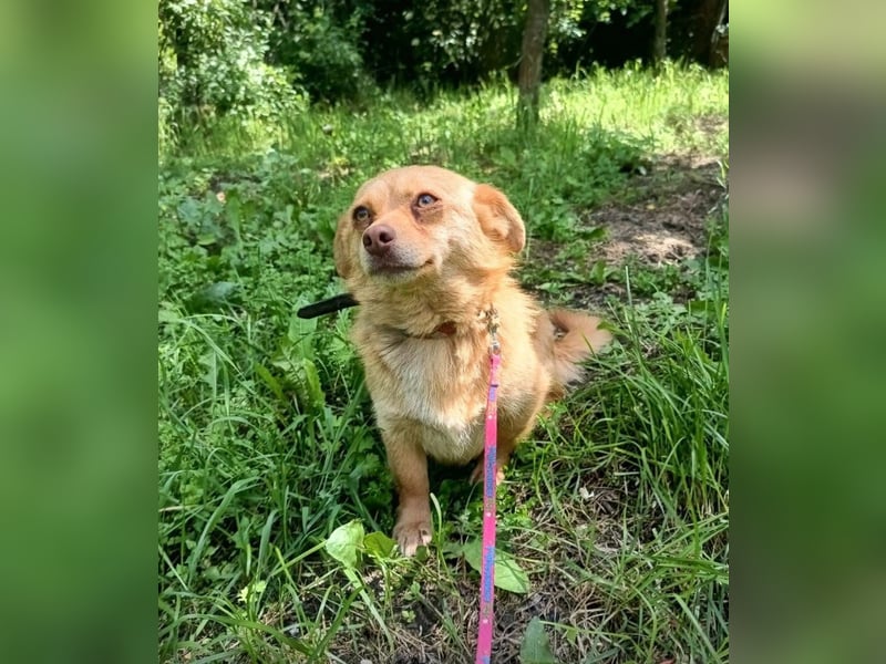 Lina Tierschutzhund sucht ein Zuhause