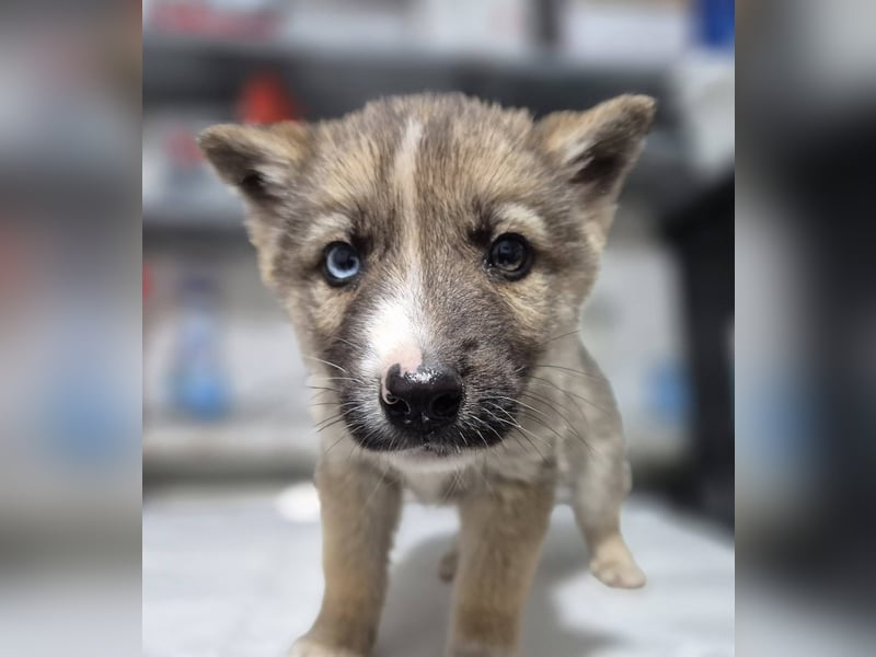 Welpenrüde 273747 - Reserviert!