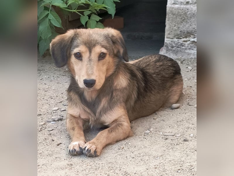 ⭐️ALINE⭐️, ruhige, kleine Hündin, 1 Jahr, 32 cm, Mischling, Tierschutz