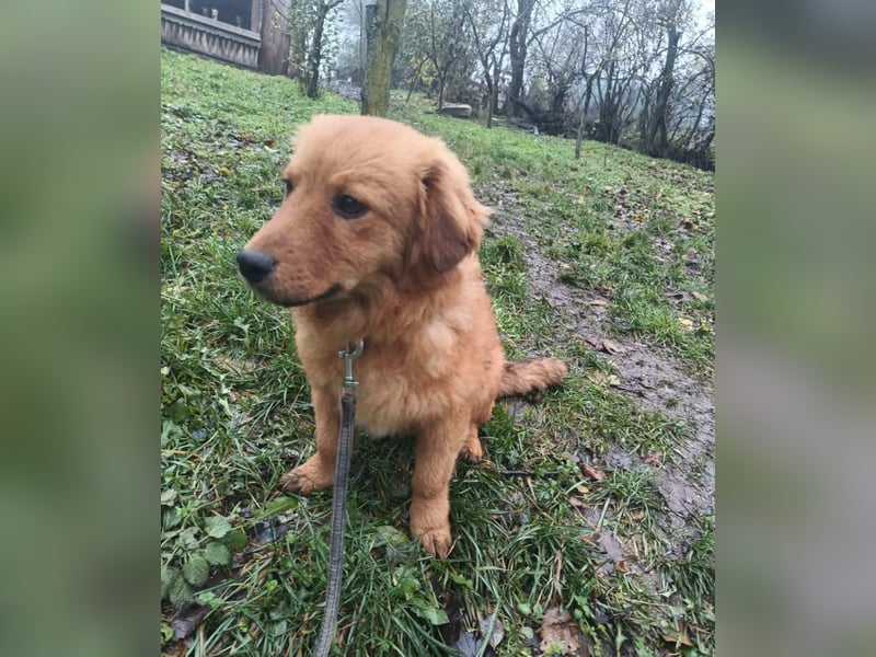 Leo Tierschutzhund sucht ein Zuhause