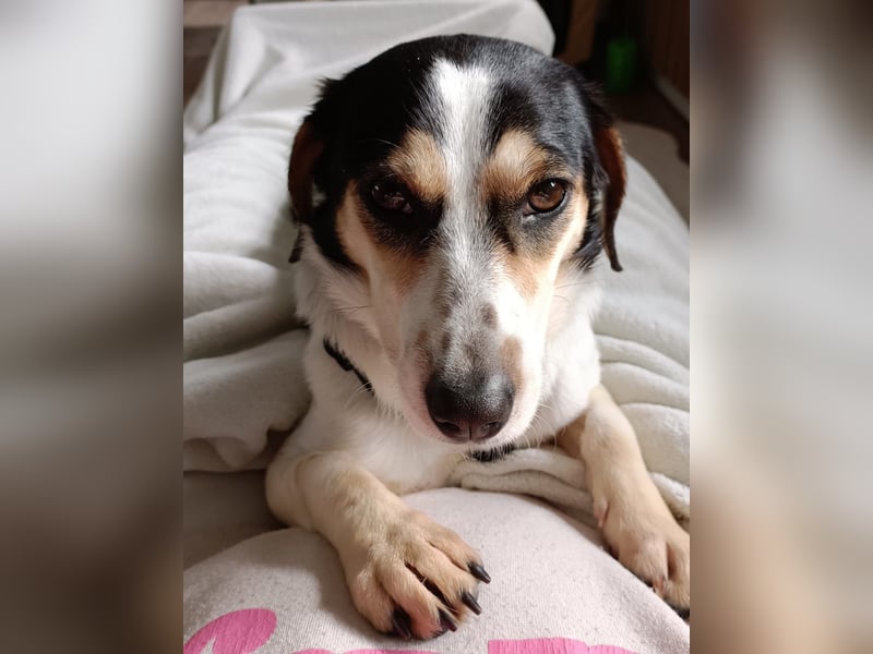 REA, sucht ihre Menschen, 2,5 Jahre, 34 cm, Mischling, Pflegestelle 53937, Tierschutz Rumänien