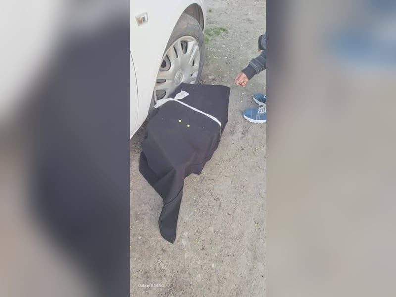 Welpenrüde 887779 sucht sein Zuhause
