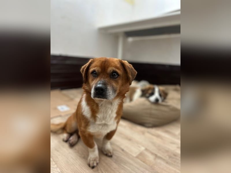 TAC, neugieriger Rüde, 2 Jahre, 35 cm, Mischling, Tierschutz