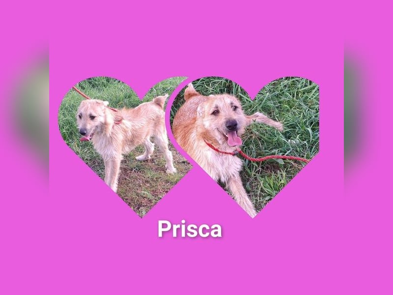 Hundemädel Prisca möchte Rumänien sooo gerne verlassen