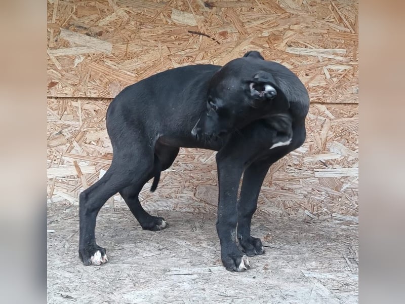 Suki Tierschutzhund sucht  ein Zuhause