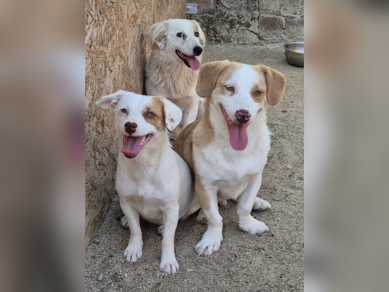 ⭐️FEE⭐️, zartes Hundemädchen, 1 Jahr, 30 cm, Mischling, Tierschutz