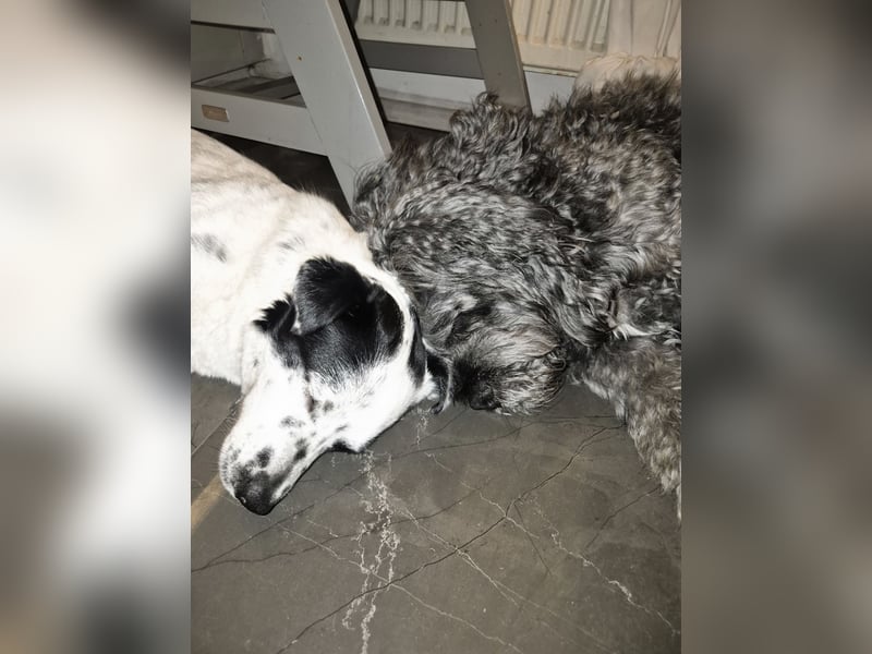 Daisy sucht ihre Herzensmenschen