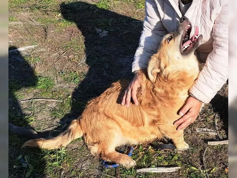 Junghund Rüde Keanu 30 cm, ist ein sehr lieber Rüde der ein eigenes Zuhause möchte