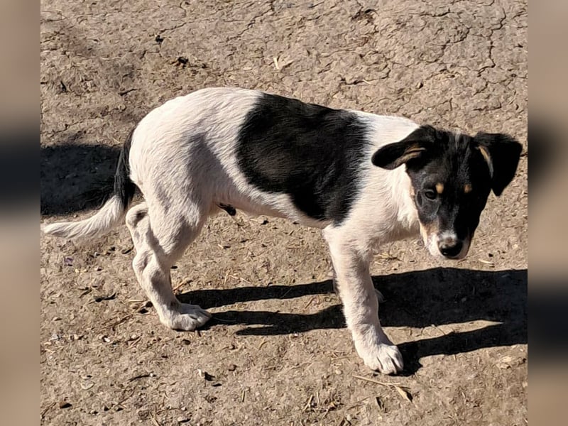 Vidar, kleiner Hundemann sucht sein Körbchen