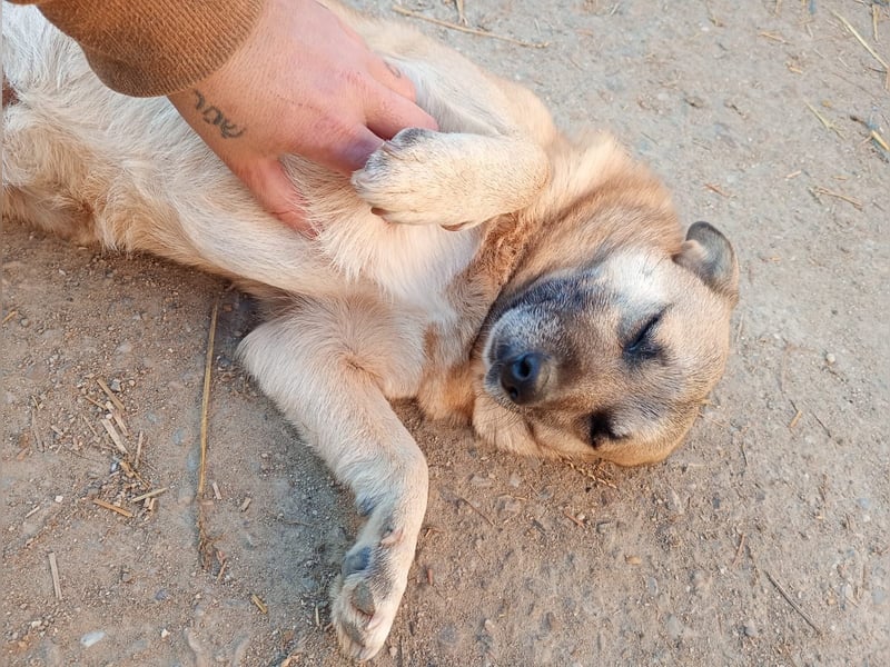 Nofell ⭐️TONI⭐️, Rüde, 3 Jahre, 29cm, Mischling, Tierschutz Rumänien