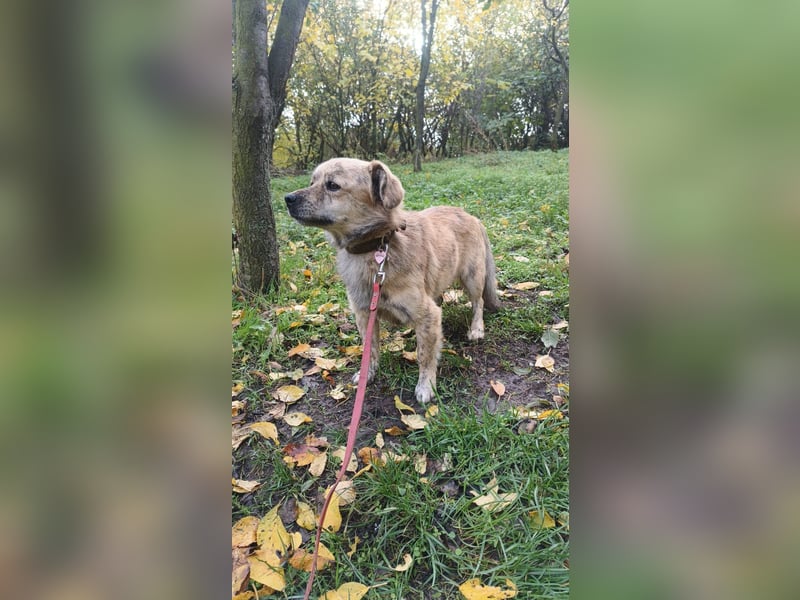 Mirko Tierschutzhund sucht ein Zuhause