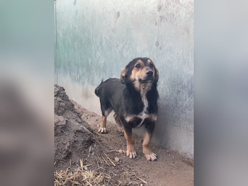 ⭐️BERO⭐️, lustiger Mini, Rüde, fast 2 Jahre, 32cm, Mischling, Tierschutz